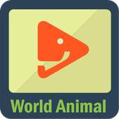 Animal Videos on 9Apps