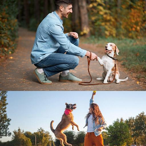 Dog Training Videos icon