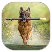 تربية و ترويض الكلاب on 9Apps