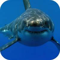 White Shark HD Video Wallpaper on 9Apps