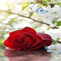 Rose With Butterfly LWP on 9Apps