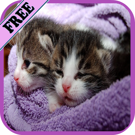 Cat HD Wallpapers icon