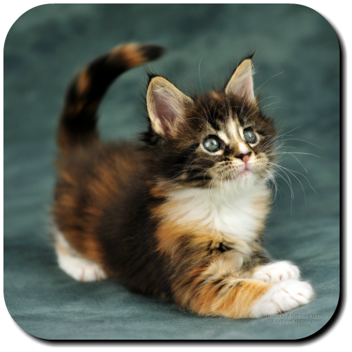 Kitten Wallpapers icon