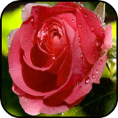 Rose Wallpapers icon