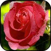 Rose Wallpapers on 9Apps