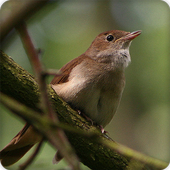 Nightingale Bird Call Sounds Ringtone icon