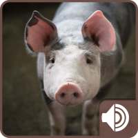 Pig Sounds on 9Apps