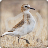 Plover Bird Songs Ringtone icon