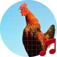 Funny Chicken Sounds ~ Sboard.pro