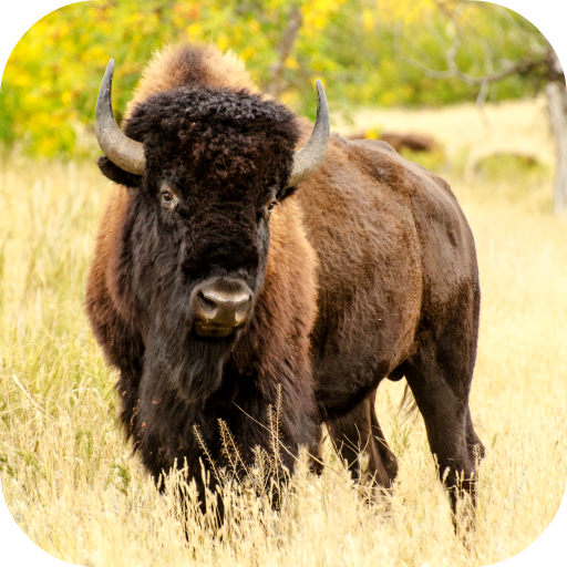 Bison Wallpaper أيقونة