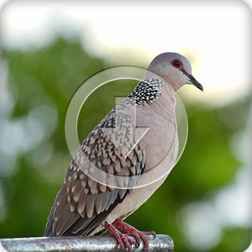 Spotted Dove Bird Sounds Ringtone icon