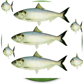 Old man fishing game icon