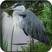 Heron wallpapers icon