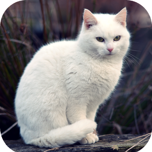 Cat Wallpaper HD icon