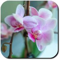 Orchid Wallpapers on 9Apps