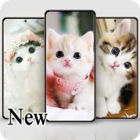 Cute Cats Wallpaper