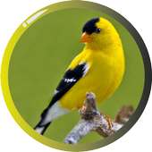 American Goldfinch on 9Apps