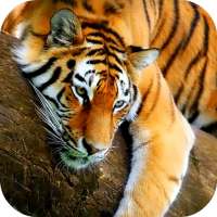 Tiger 3D Live Wallpaper