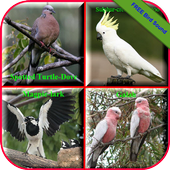 Birds Sound Animal icon