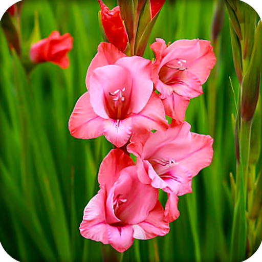 HD Gladiolus Flower Wallpaper icon