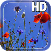 Poppies flowers LWP icon