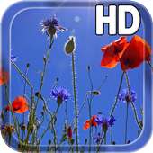 Poppies flowers LWP