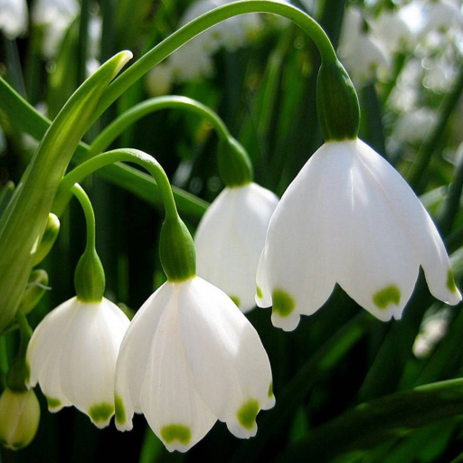Snowdrops HD LWP. icon