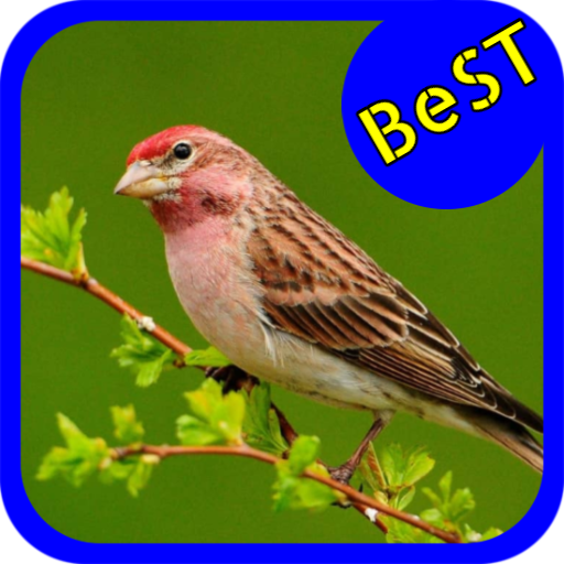 Bird HD Wallpaper icon