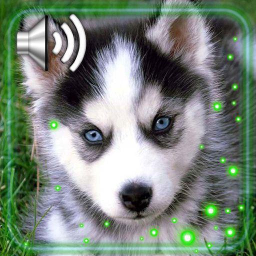 Husky Puppy Live Wallpaper icon