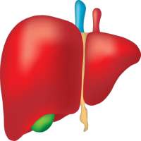 Hepatitis B Interactive