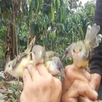 Suara pikat burung ciblek lengkap