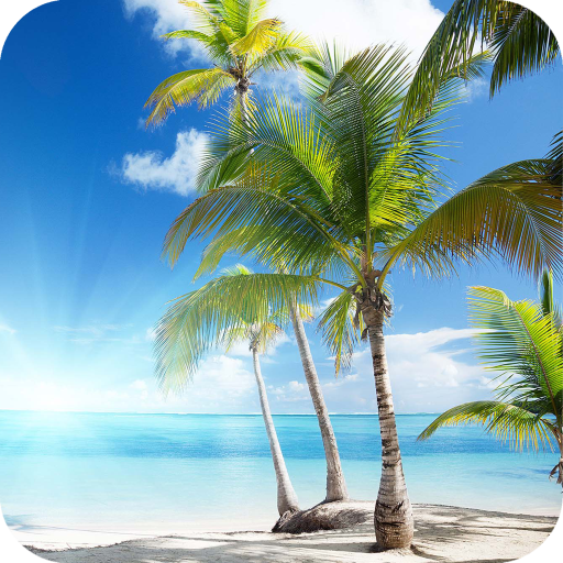Palm Tree Full HD Wallpaper icon