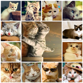 Cats Picture icon