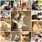 Cats Picture