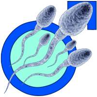 Increase Your Sperm Count on 9Apps