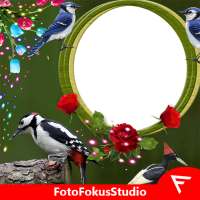 Woodpecker Insta DP on 9Apps