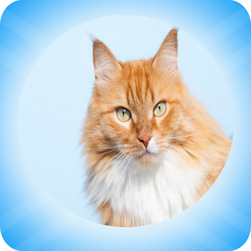 Woof&amp;Meow lite translator icon