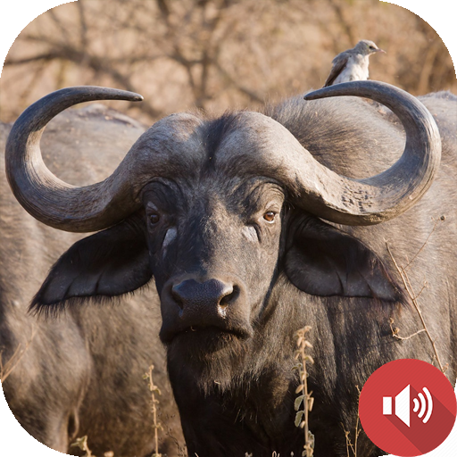 Buffalo Sounds icon