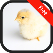 Baby Chick (Animal) Sound Ringtones icon