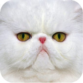 Cat Jigsaw icon
