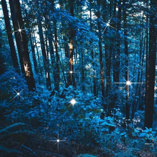Night Forest Live Wallpaper icon