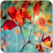 S4 Red Leaf Live Wallpaper icon