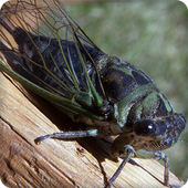 Cicadas Sounds Ringtones icon