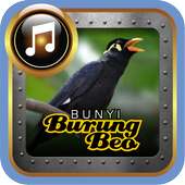 Bunyi Burung Beo