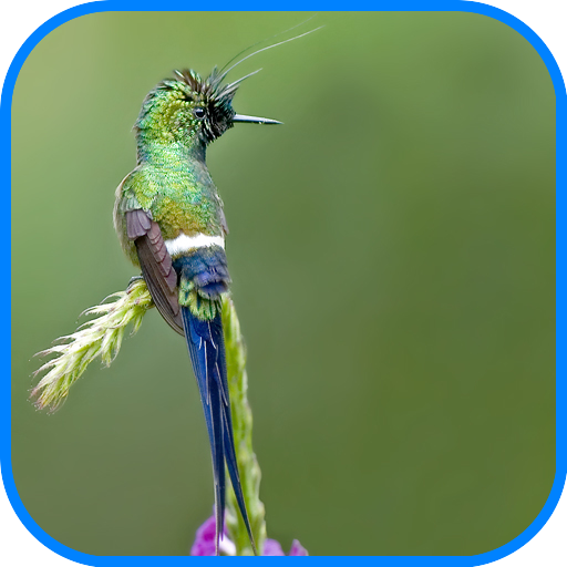 Beautiful Quran Recitation 2 icon