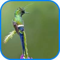 Beautiful Quran Recitation 2 on 9Apps