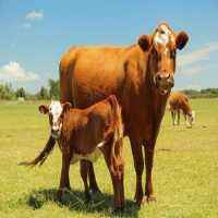 Farm Animal Zoonotic Diseases on 9Apps