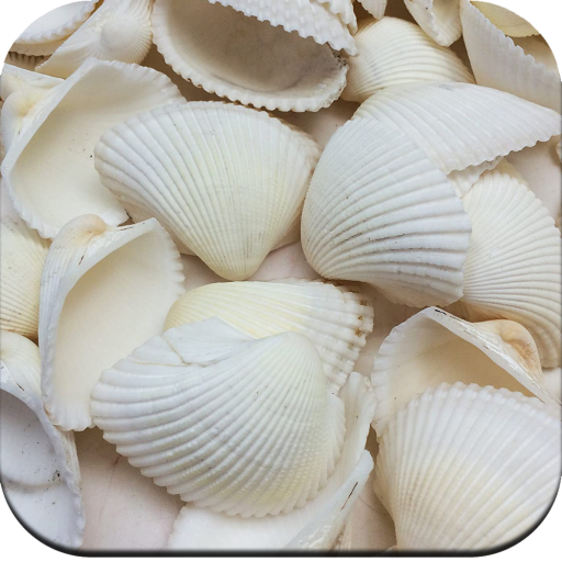 Seashell Wallpaper HD icon