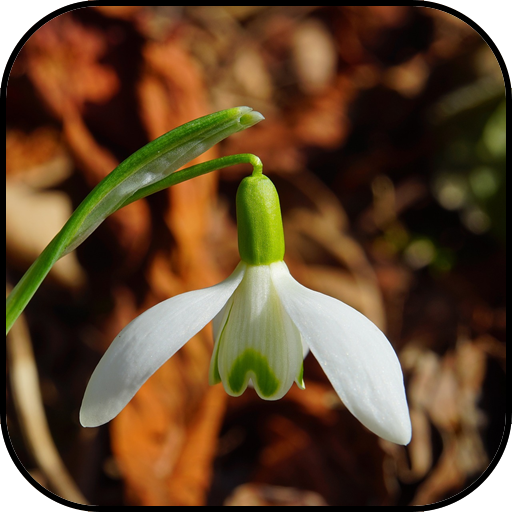 Wonder wallpapers icon