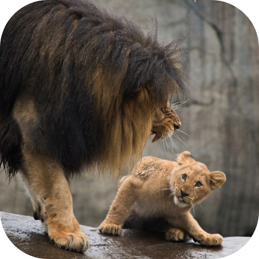 Lion Video Live Wallpaper icon